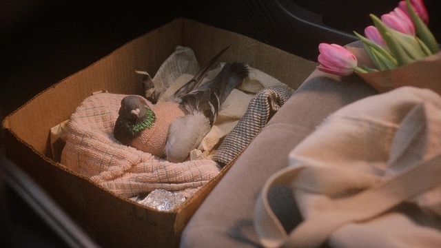 bird in box
